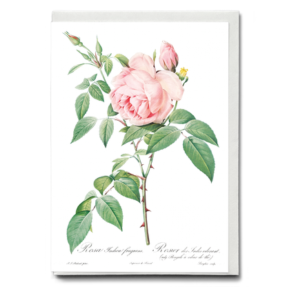 Fragrant Rosebush from Les Roses By Pierre-Joseph Redouté - Wenskaart