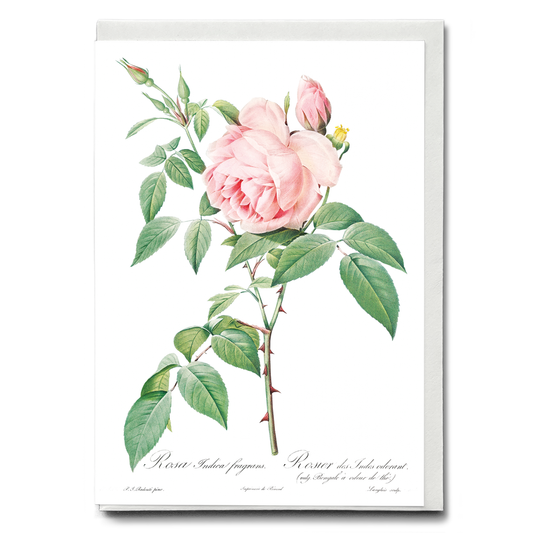 Fragrant Rosebush from Les Roses By Pierre-Joseph Redouté - Wenskaart