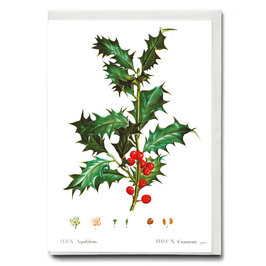 Common Holly By Pierre-Joseph Redouté - Wenskaart