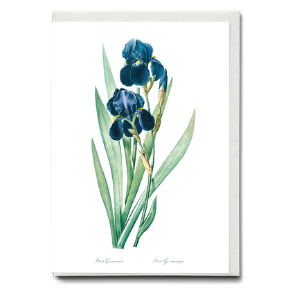 German Iris By Pierre-Joseph Redouté. - Wenskaart