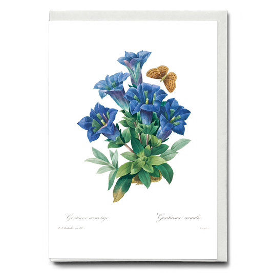 Gentiana Acaulis By Pierre-Joseph Redouté - Wenskaart