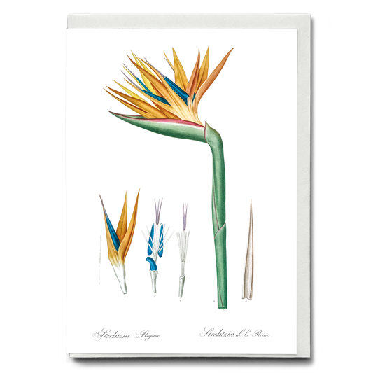 Bird of paradise By Pierre-Joseph Redouté. - Wenskaart