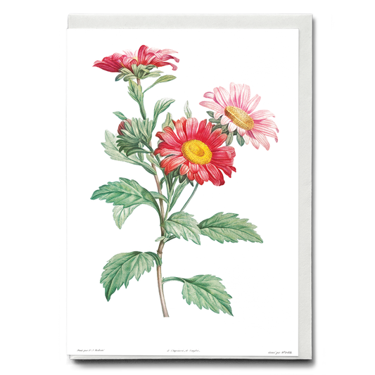 Red aster By Pierre-Joseph Redouté - Wenskaart