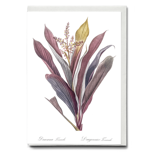 Cordyline fruticosa By Pierre-Joseph Redouté - Wenskaart