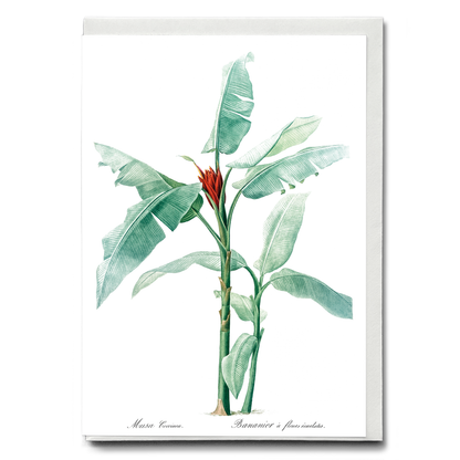 Scarlet banana By Pierre-Joseph Redouté - Wenskaart