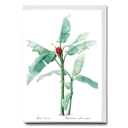 Scarlet banana By Pierre-Joseph Redouté - Wenskaart