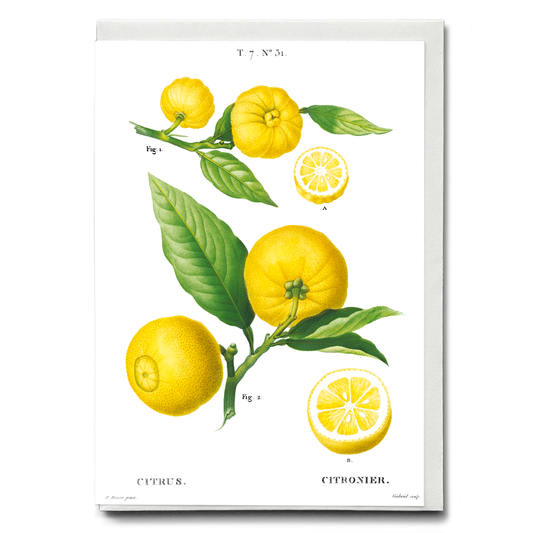 Clusters of citrus By Pierre-Joseph Redouté - Wenskaart