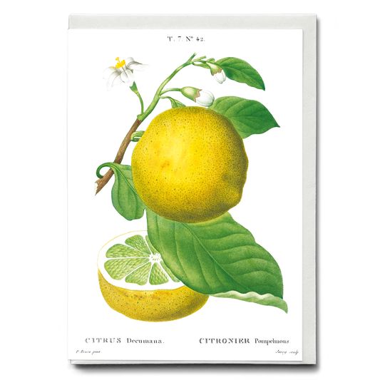 Grapefruit By Pierre-Joseph Redouté - Wenskaart
