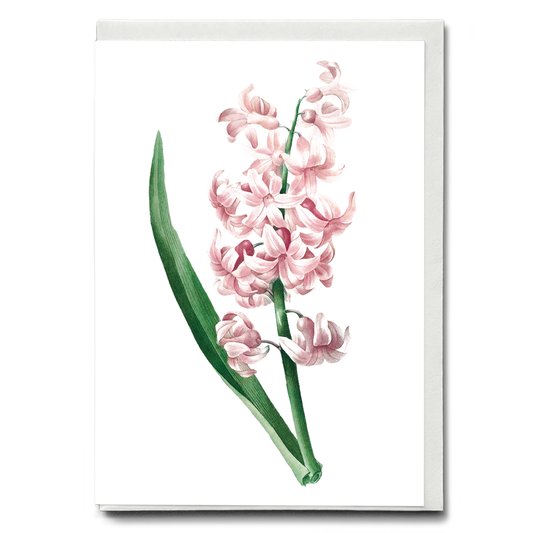 Pink Hyacinth By Pierre-Joseph Redouté - Wenskaart