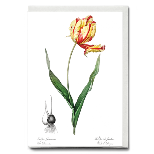 Didier's tulip By Pierre-Joseph Redouté - Wenskaart