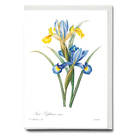 Spanish iris By Pierre-Joseph Redouté - Wenskaart