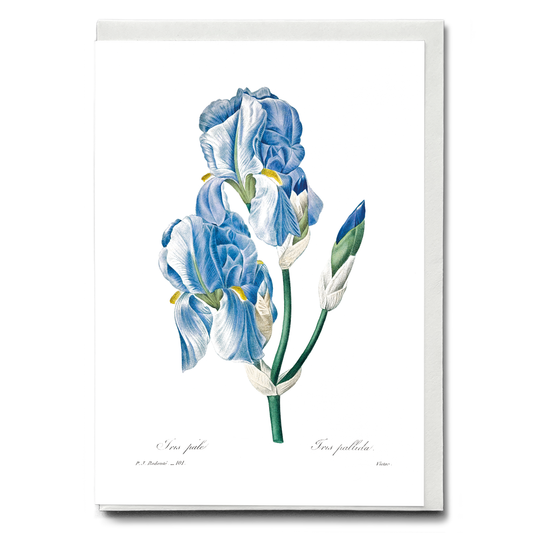 Iris Pallida By Pierre-Joseph Redouté - Wenskaart