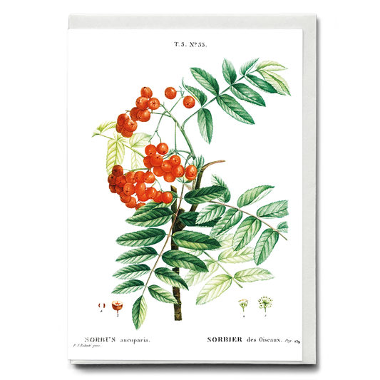Mountain ash By Pierre-Joseph Redouté - Wenskaart