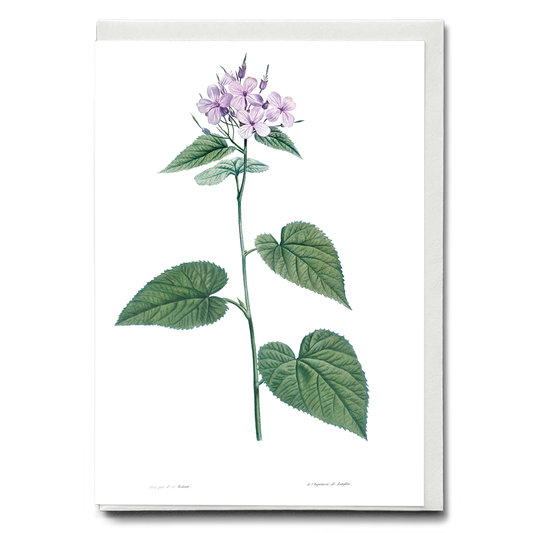 Morning-glory By Pierre-Joseph Redouté - Wenskaart