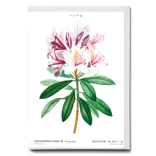 Rhododendron ponticum By Pierre-Joseph Redouté - Wenskaart