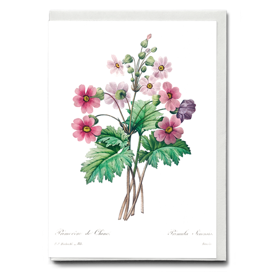 The Chinese primrose By Pierre-Joseph Redouté - Wenskaart