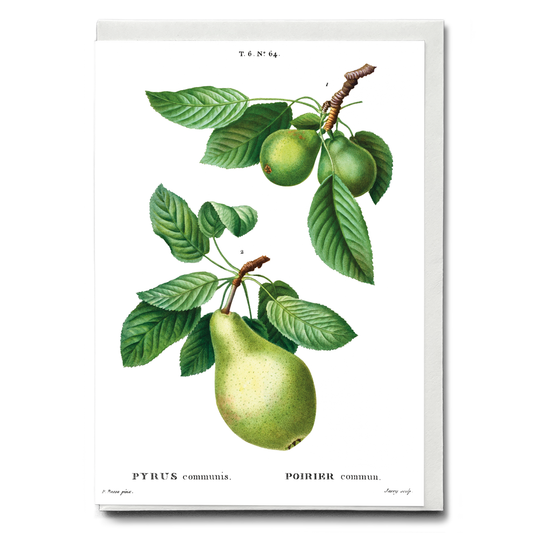 Pear By Pierre-Joseph Redouté - Wenskaart