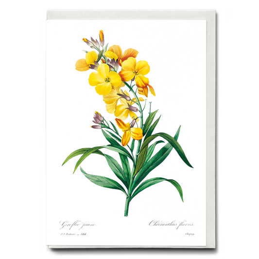 Wallflower By Pierre-Joseph Redouté - Wenskaart