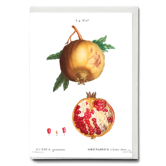 Pomegranate By Pierre-Joseph Redouté - Wenskaart