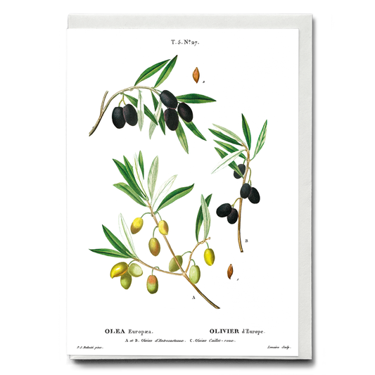 Olive II  By Pierre-Joseph Redouté - Wenskaart