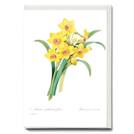 Chinese sacred lily By Pierre-Joseph Redouté - Wenskaart