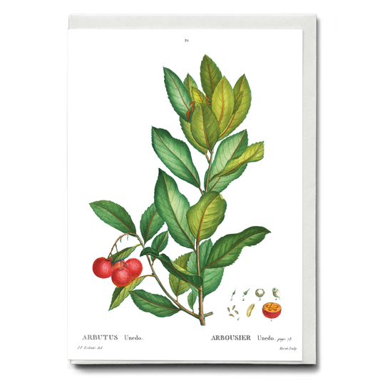 Strawberry tree By Pierre-Joseph Redouté - Wenskaart