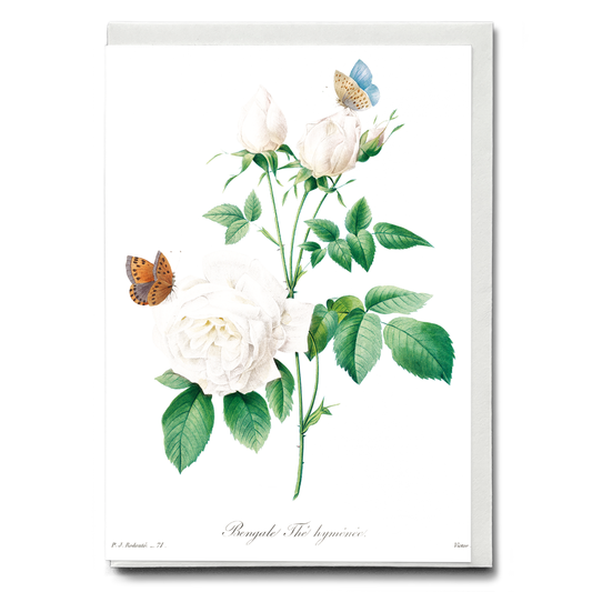 White rose By Pierre-Joseph Redouté - Wenskaart