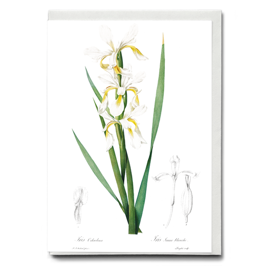 Gold-banded Iris By Pierre-Joseph Redouté - Wenskaart