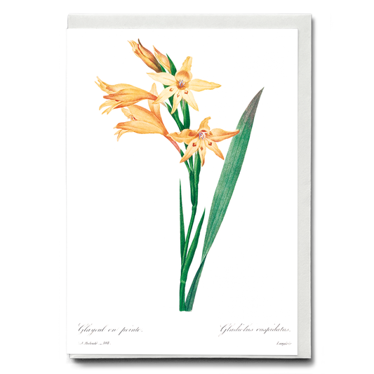Gladiolus By Pierre-Joseph Redouté - Wenskaart
