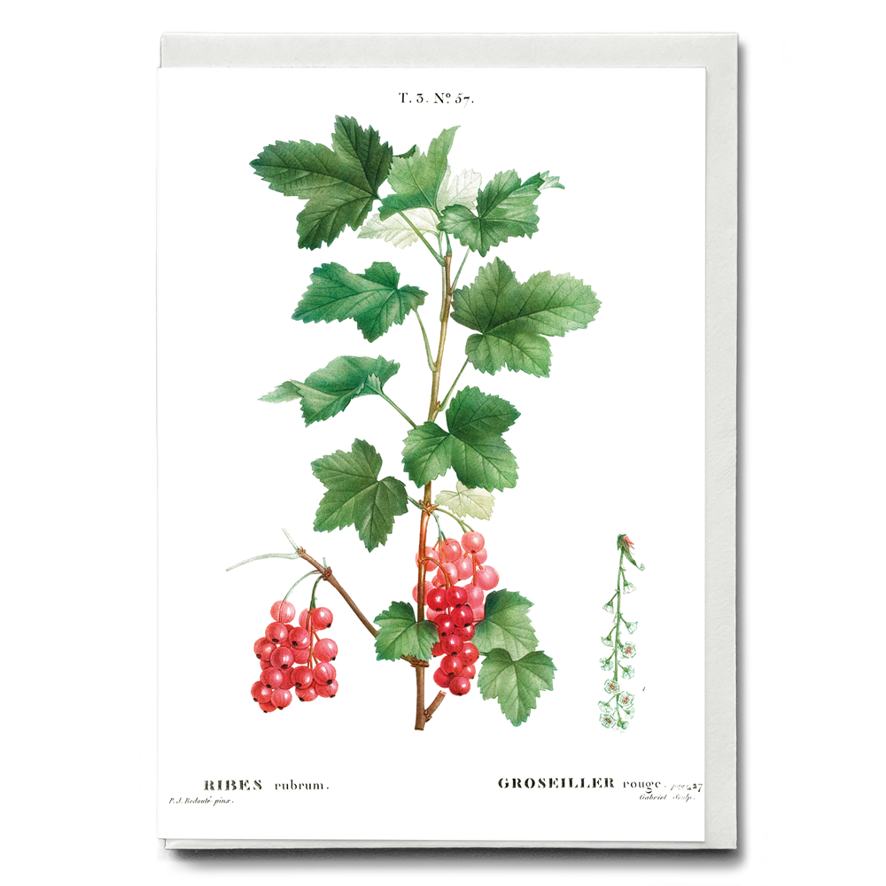 Redcurrant By Pierre-Joseph Redouté - Wenskaart