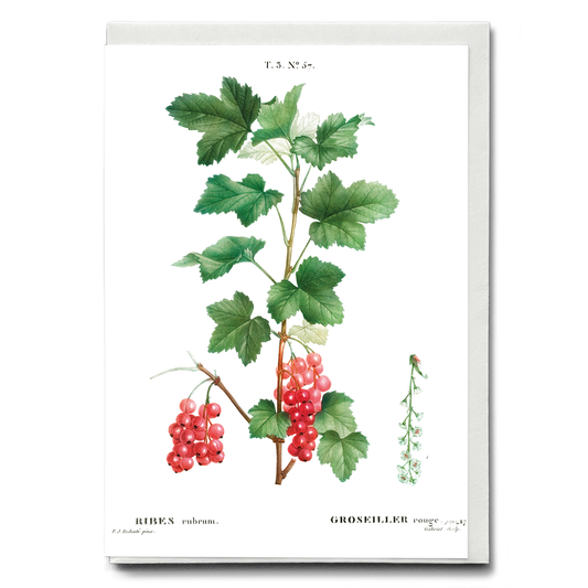 Redcurrant By Pierre-Joseph Redouté - Wenskaart