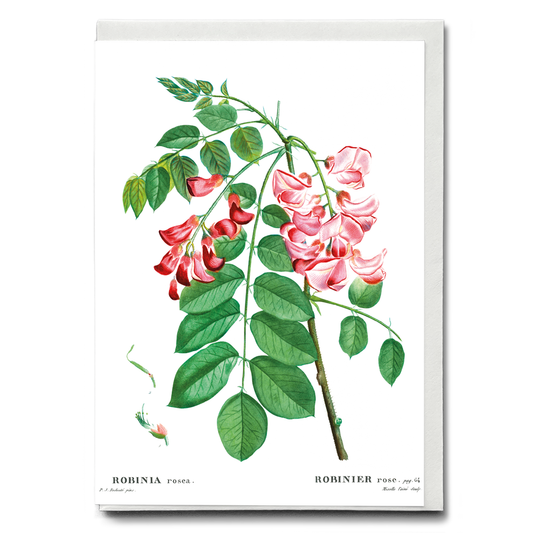 Robinia rosea By Pierre-Joseph Redouté - Wenskaart