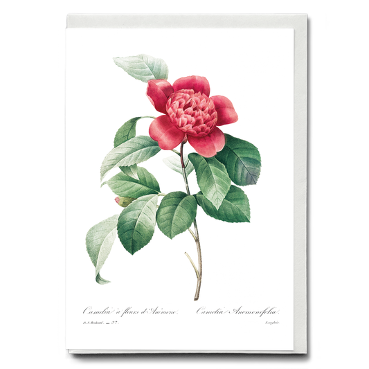 Red Anemone Camellia By Pierre-Joseph Redouté - Wenskaart