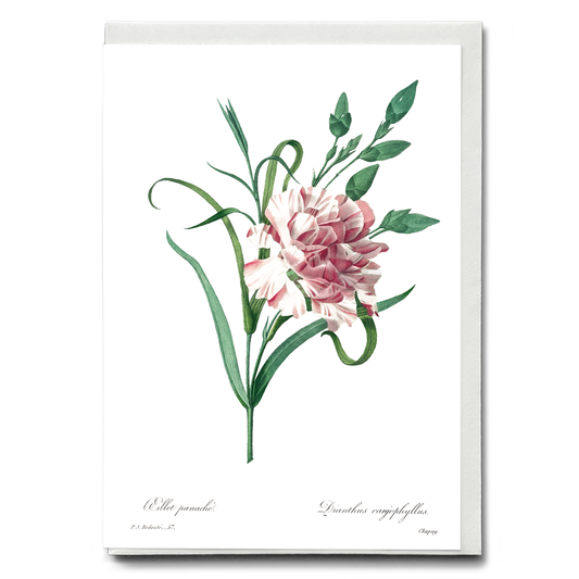 Carnation By Pierre-Joseph Redouté - Wenskaart
