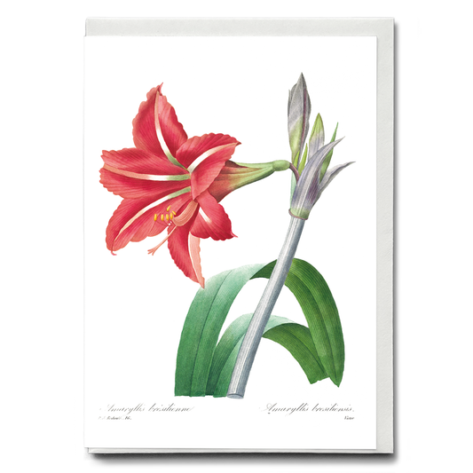 Brazilian Amaryllis By Pierre-Joseph Redouté - Wenskaart