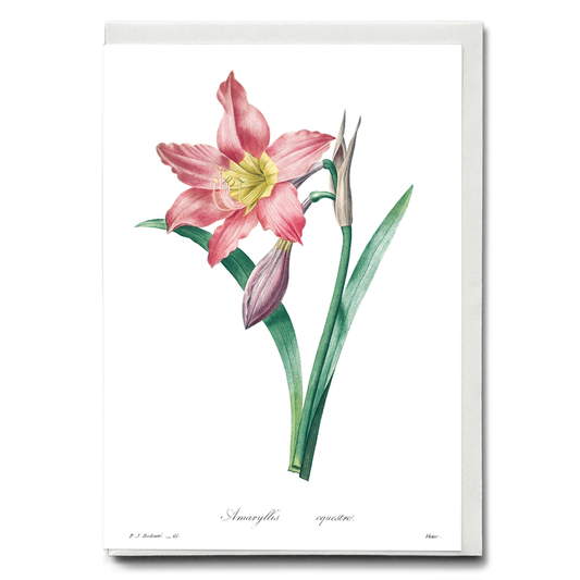 Amaryllis Equestre By Pierre-Joseph Redouté - Wenskaart