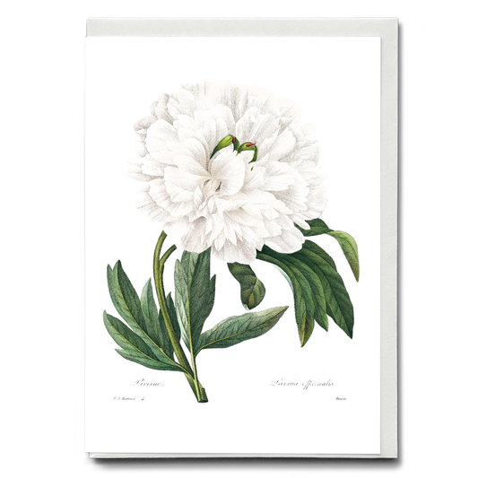 Peony By Pierre-Joseph Redouté - Wenskaart