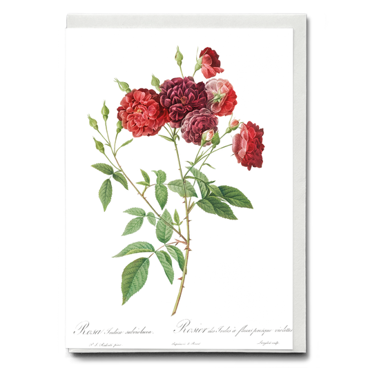 Ternaux Rose By Pierre-Joseph Redouté - Wenskaart