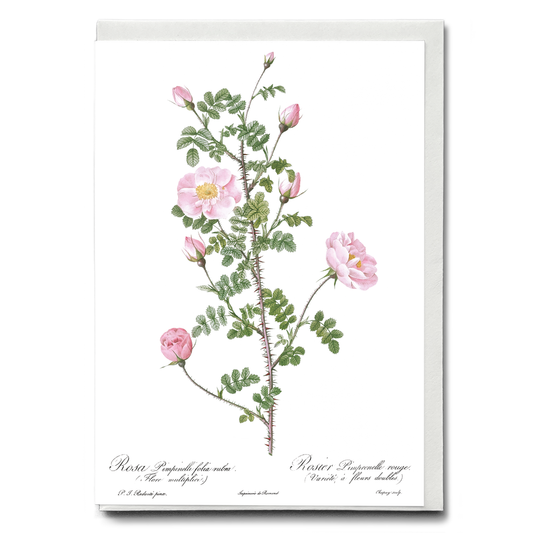 Double Pink Scotch By Pierre-Joseph Redouté - Wenskaart