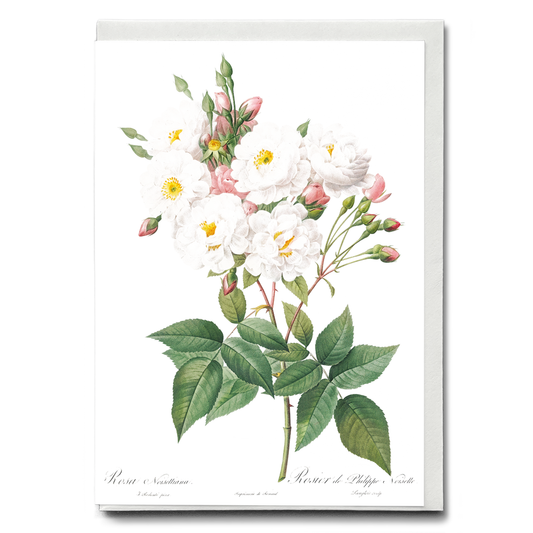 Rose of Philippe Noiselle By Pierre-Joseph Redouté - Wenskaart