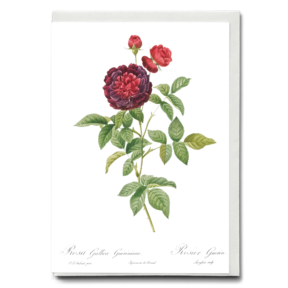 One Hundred-Leaved Rose By Pierre-Joseph Redouté - Wenskaart