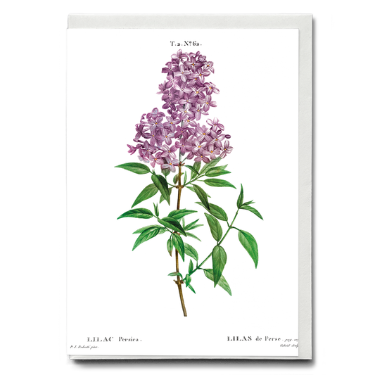 Persian lilac By Pierre-Joseph Redouté - Wenskaart