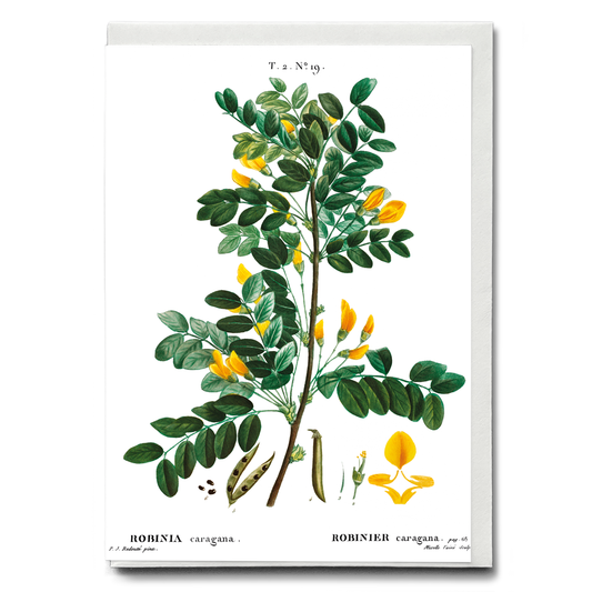 Siberian pea tree By Pierre-Joseph Redouté - Wenskaart