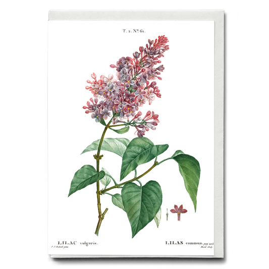 Comon lilac By Pierre-Joseph Redouté - Wenskaart