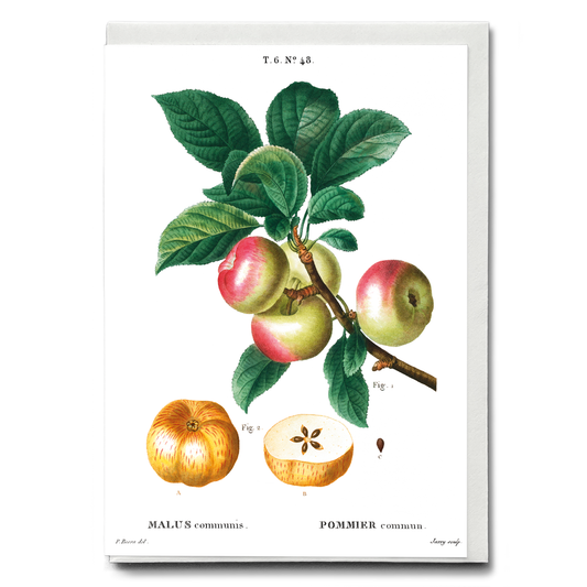 Apple  By Pierre-Joseph Redouté - Wenskaart