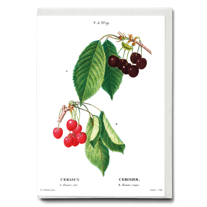 Cherry II By Pierre-Joseph Redouté - Wenskaart