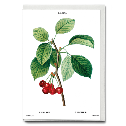 Cherry III By Pierre-Joseph Redouté - Wenskaart