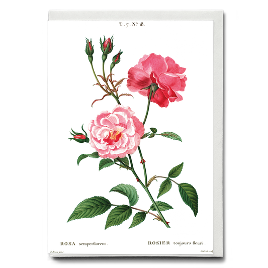 Ever-blowing rose By Pierre-Joseph Redouté - Wenskaart