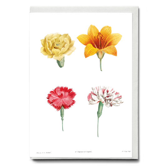 Flower set from La Botanique de J. J. Rousseau By Pierre-Joseph Redouté - Wenskaart