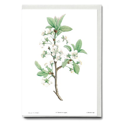 Plum Flower By Pierre-Joseph Redouté - Wenskaart
